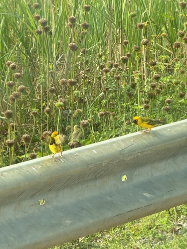Northern Brown-throated Weaver (Ploceus castanops), photo 10