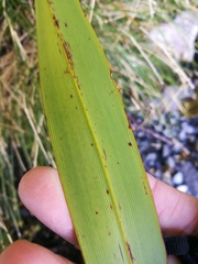 Phormium cookianum