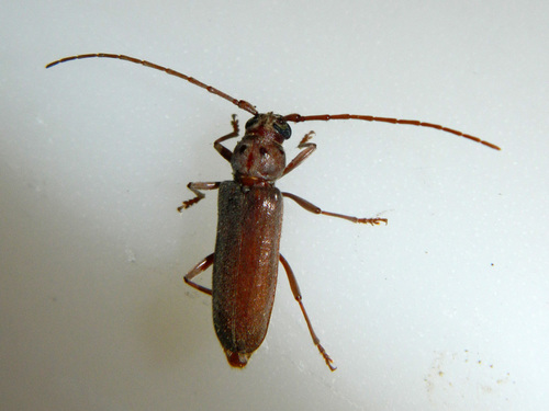 Austrophanes