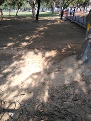 Funambulus pennantii