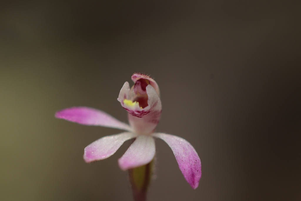 Caladenia minor