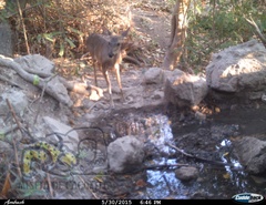 Odocoileus virginianus sinaloae