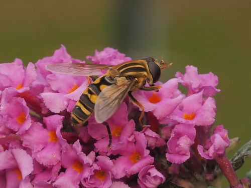 Unknown species found near Leisure Village West, Manchester, NJ, USA