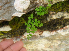 Adiantum tricholepis
