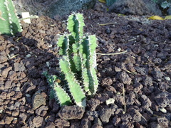 Euphorbia pseudocactus