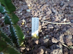Euphorbia pseudocactus