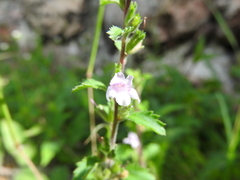 Capraria frutescens