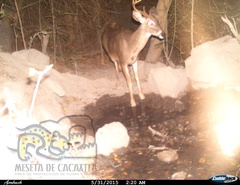 Odocoileus virginianus sinaloae