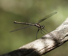 Austroargiolestes isabellae