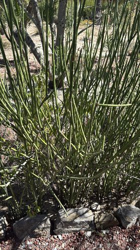 Euphorbia rossiana, photograph 1
