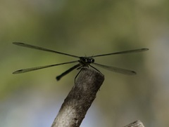 Austroargiolestes isabellae