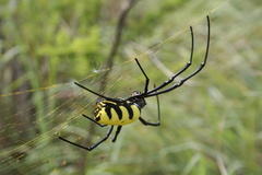 Trichonephila turneri