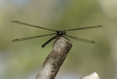 Austroargiolestes isabellae