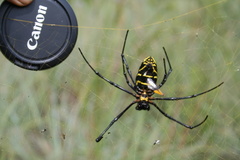 Trichonephila turneri