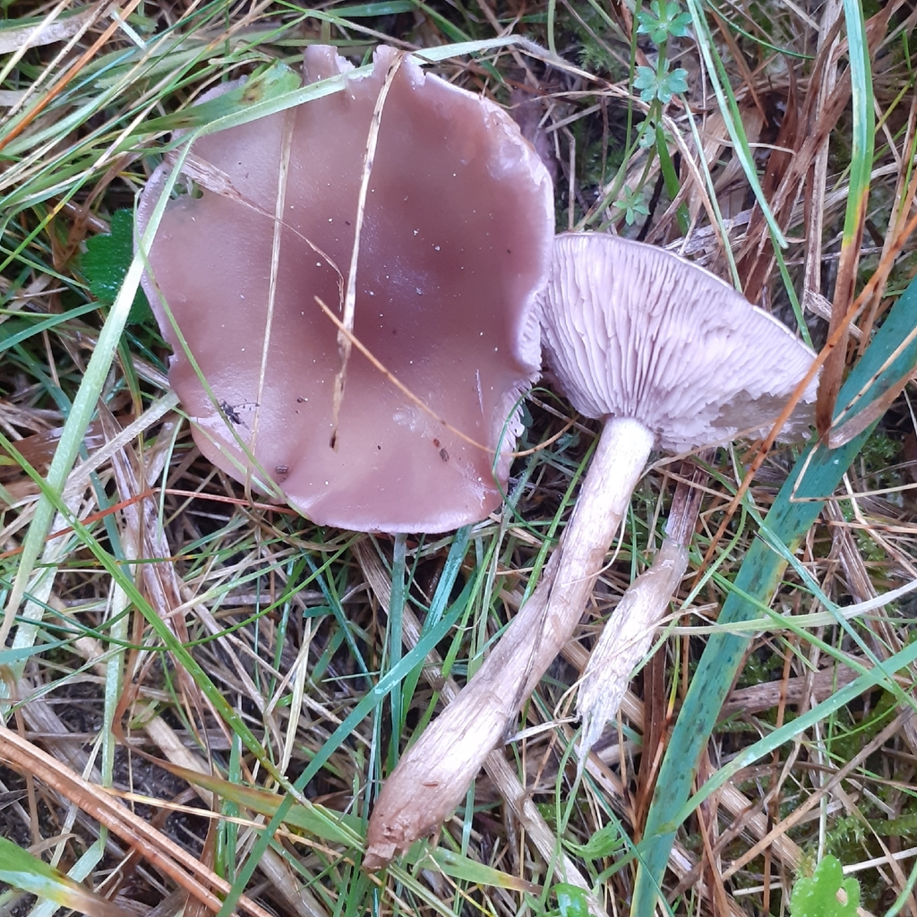 Collybia sordida · November 2025 · photo: © bogsuckers (iNaturalist, cc-by)
