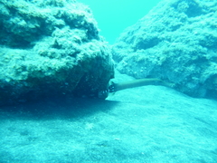 Aulostomus strigosus