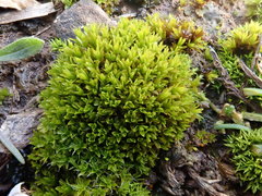 Dialytrichia mucronata