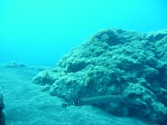Aulostomus strigosus