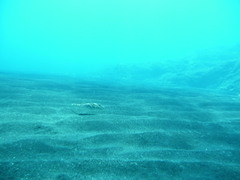 Sphoeroides marmoratus