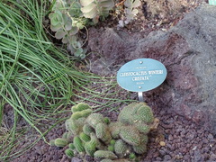 Cleistocactus winteri