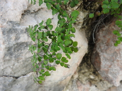 Adiantum tricholepis