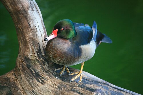 Rosy-billed Pochard