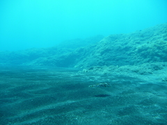 Sphoeroides marmoratus