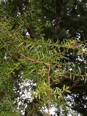 Dacrycarpus dacrydioides