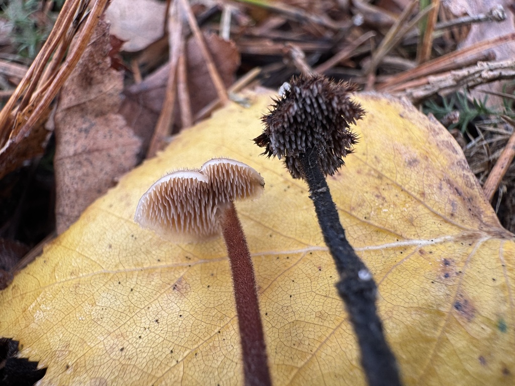 Auriscalpium vulgare · November 2025 · photo: © lizfrost47 (iNaturalist, cc-by)