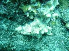 Hemimycale columella