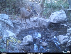 Odocoileus virginianus sinaloae