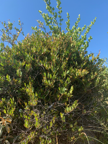 Ancylobothrys capensis, photograph 4