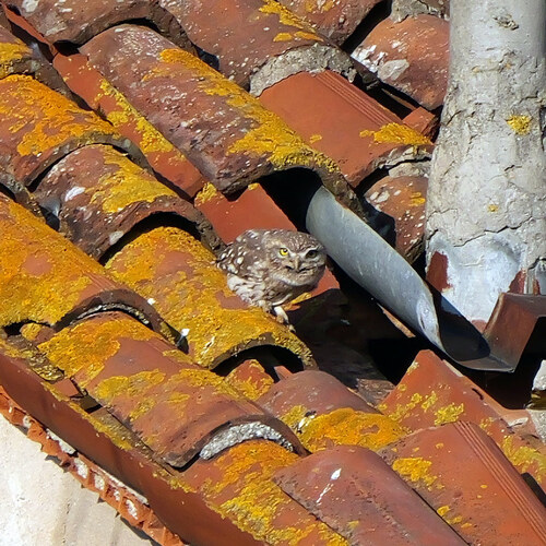 View observation of {o.common_name} on iNaturalist