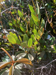 Ancylobothrys capensis, photograph Matthew Fainman, CC BY, iNaturalist via GBIF