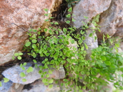 Adiantum tricholepis