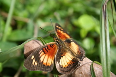 Junonia sophia