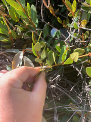 Ancylobothrys capensis, photograph Matthew Fainman, CC BY, iNaturalist via GBIF