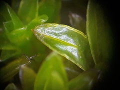 Dialytrichia mucronata