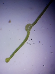 Dialytrichia mucronata