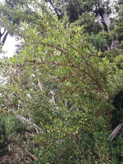 Coprosma ×cunninghamii