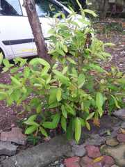 Syzygium cumini
