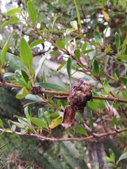 Coprosma ×cunninghamii