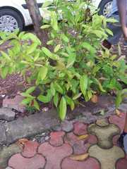 Syzygium cumini