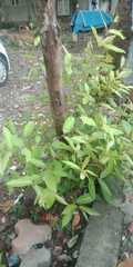 Syzygium cumini