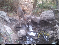 Odocoileus virginianus sinaloae
