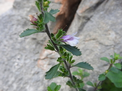 Capraria frutescens