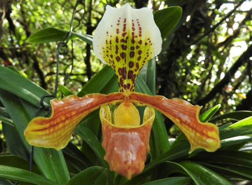 Splendid Slipper Orchid