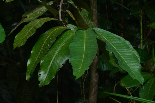 Ambon forest nutmeg (Myristica fatua)