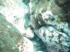 Ophioblennius atlanticus