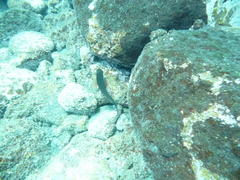 Ophioblennius atlanticus